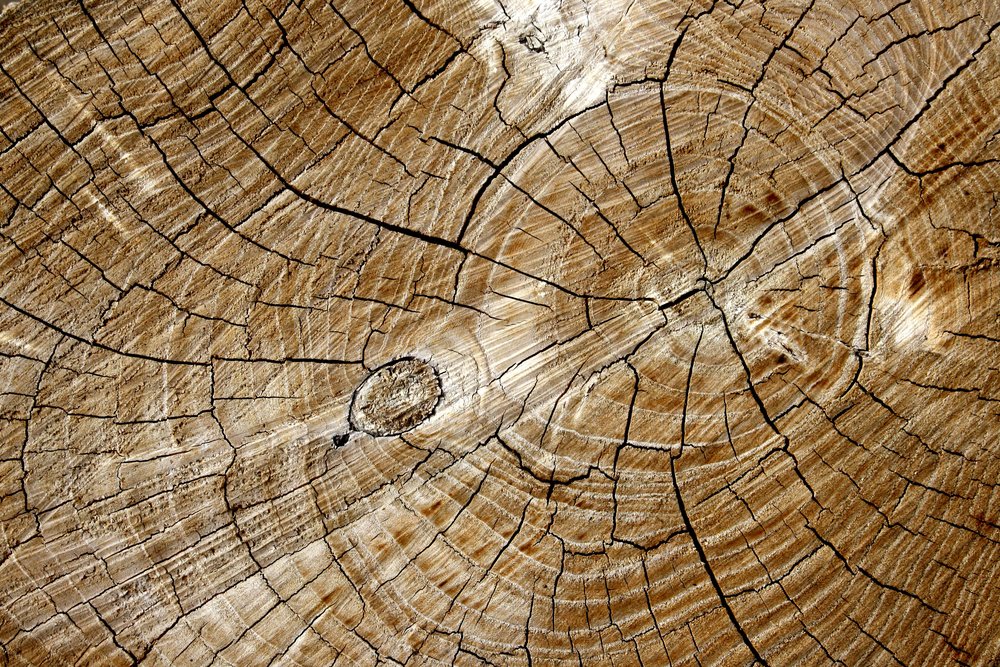 L. Johnson Tree Services - Services